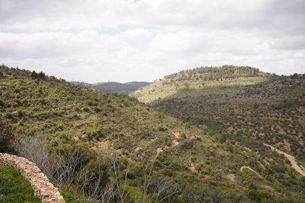 Trip to Sakiya, Village of Ein Qiniya, Palestine. Nida Sinnokrot, Course 4.314:5 | Advanced Workshop in Artistic Practice and Transdisciplinary Research, Spring 2019. Photo- Gary Zhexi Zhang