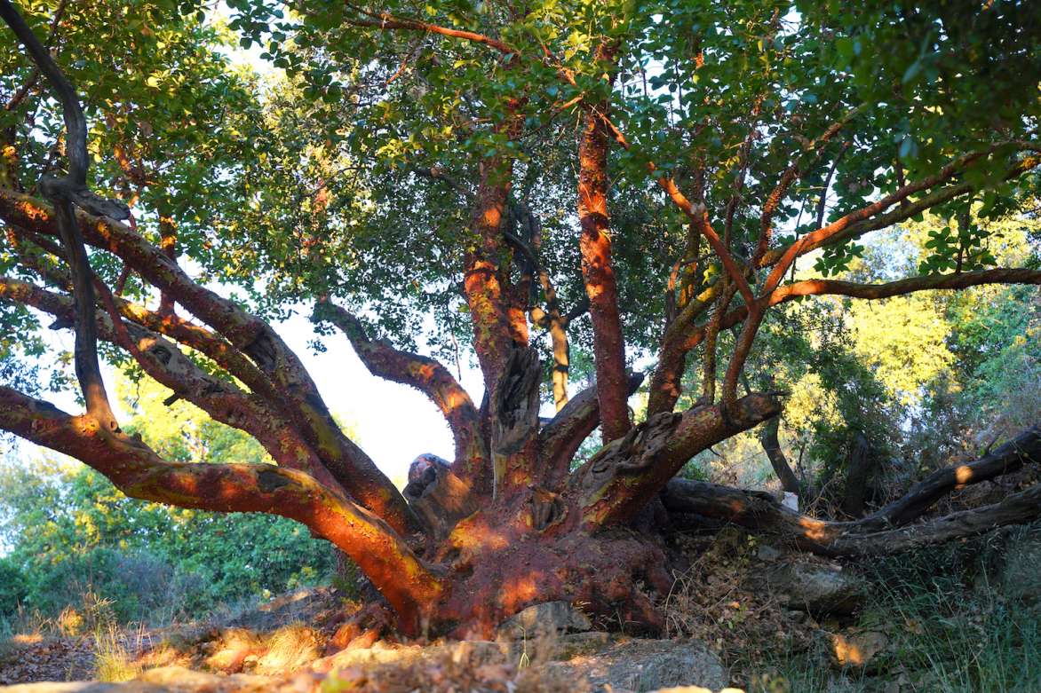 The sacred Qaiqab tree on the Sakiya site. Beneath this tree is a shrine to an ancient spirit.