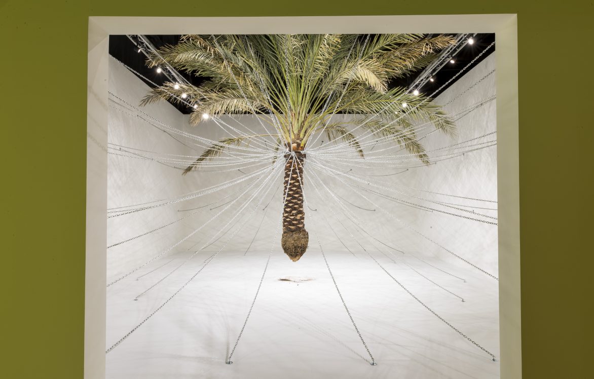 Christopher Joshua Benton, My Plant Immigrants, 2021. Medjoul date palm, aluminum chain, hooks.